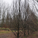 Carpinus fastigiata