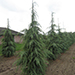 Cedrus deodara