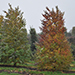 Cercydiphyllum japonica