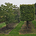 Cornus carpinus
