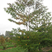 Cornus Controversa