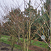 Cornus pagode