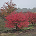 Euonymus alatus