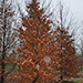 Fagus sylvatica