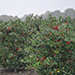 Ilex JC van Thol