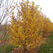 Magnolia 'lobnerii merill'