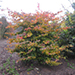 Parrotia persica