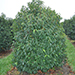 Prunus lusitanica