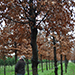 Quercus robur
