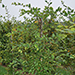 Charme plant de haie