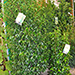 Prunus en haie