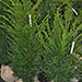 Taxus forme libre