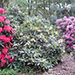 Rhododendron hybride