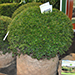 Taxus boule